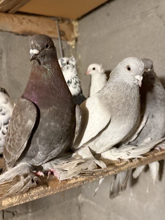 Голуби игровых кровей