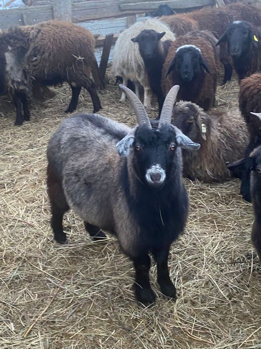 Серке сатылады семіз