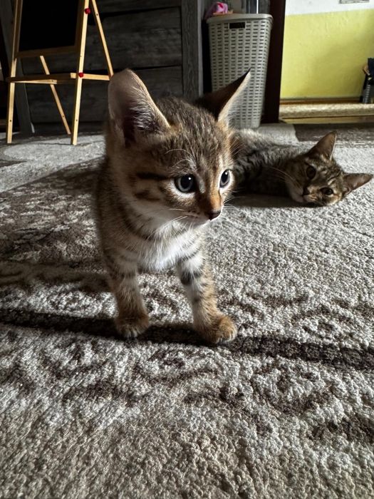 Отдам котят в хорошие руки