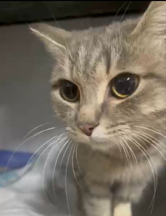 Отдам в добрые руки кошечку