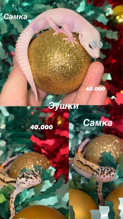 Эублефары разных морф