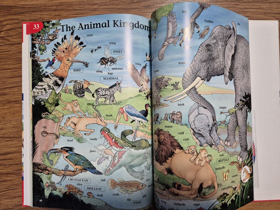 Lot dictionare in imagini si carte bilingva