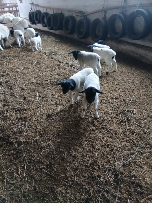 Oi dorper de vanzare