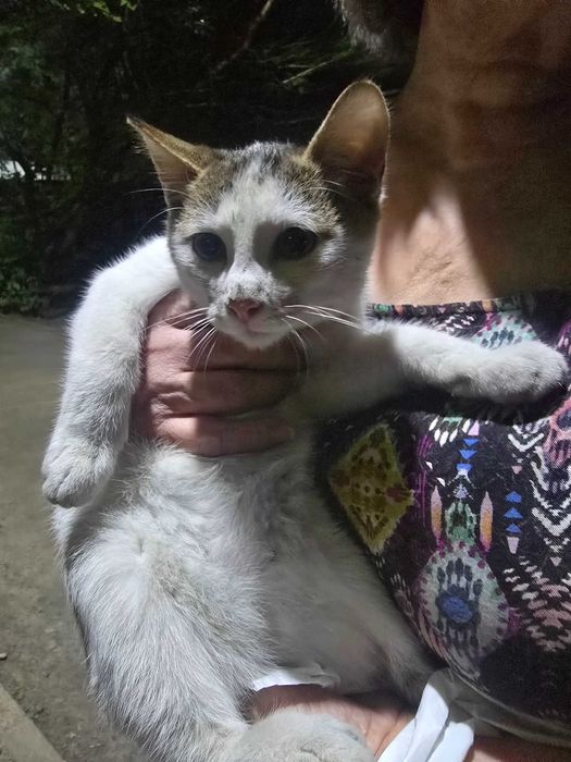 Маленький котенок