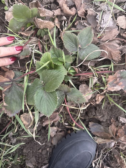 Продам клубнику