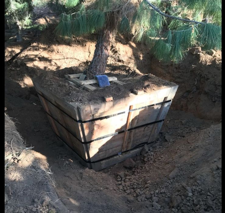 Пересадка деревьев Дарахт кучириш Ландшафт хизматлари