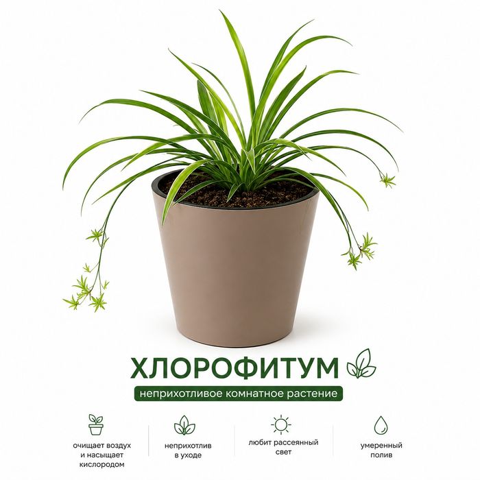 Растение хлорофитум