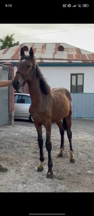 Продам или Обмен .