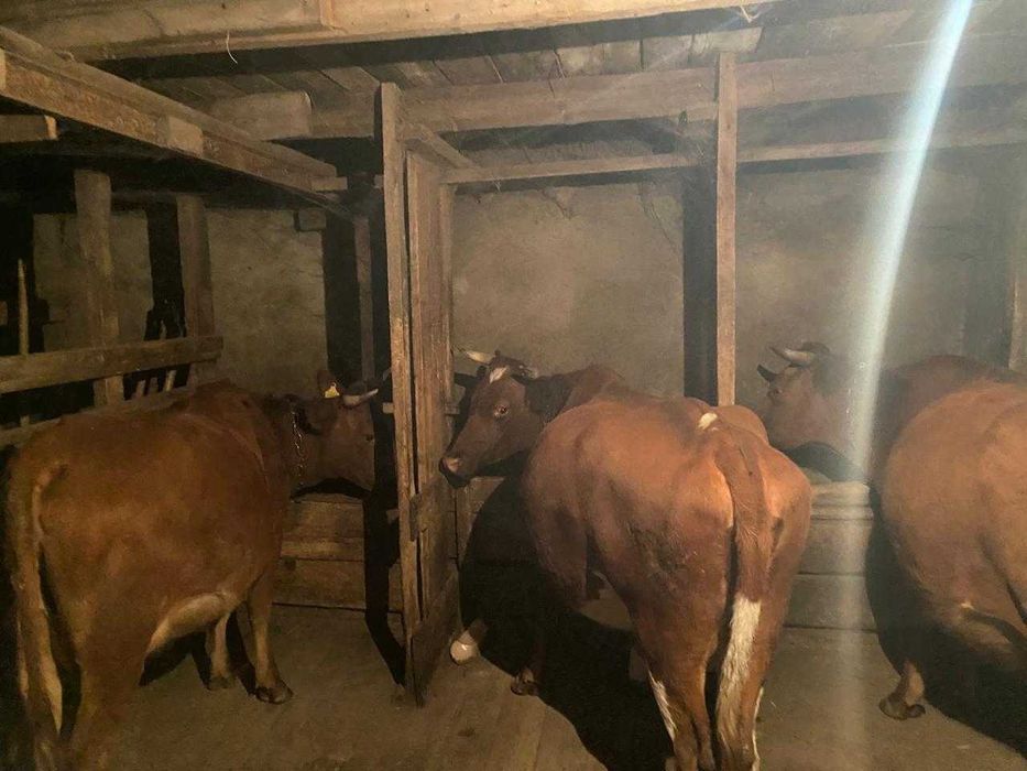 Продаются коровы и телята