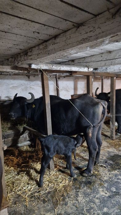 Bivolă la a treia fătare