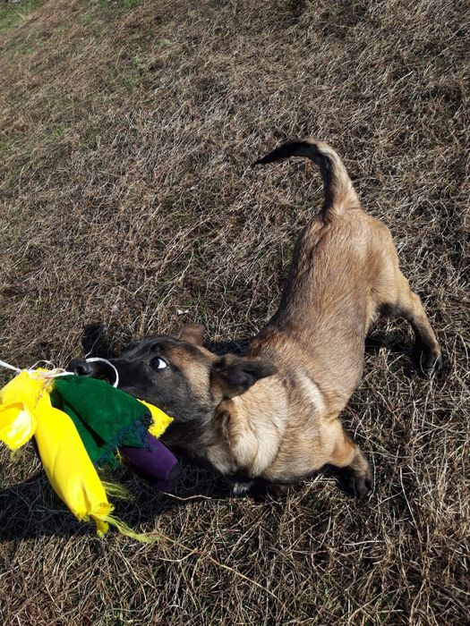 Щенки Бельгиской овчарки МАЛИНУА