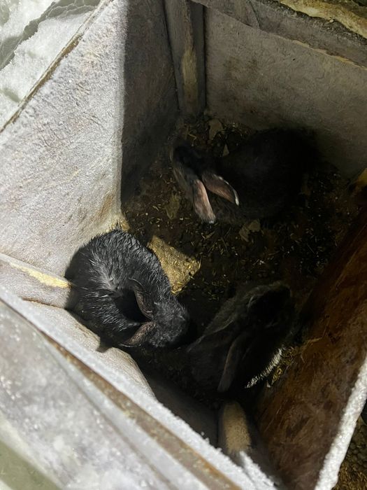 Кролики 6 месяцев