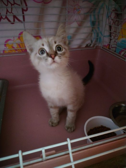 Котёнок в добрые руки