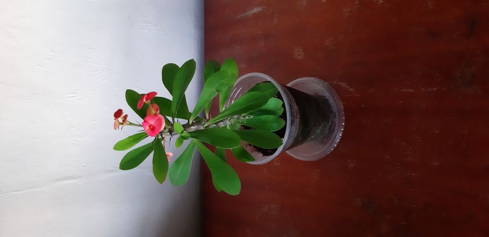 Каланхое различни цветове ,големина и други цветя