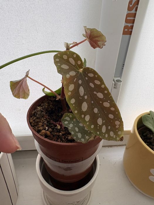 продам или обменяю