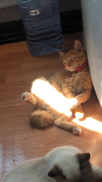 Отдам котёнка в добрые руки.