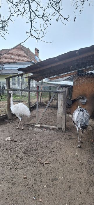 Fazani auriu pe rosu,pauni,struti nandu!