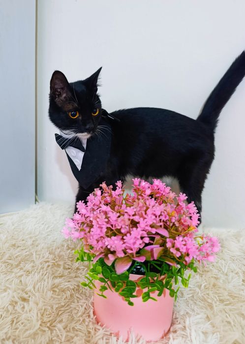 Кот котенок котик