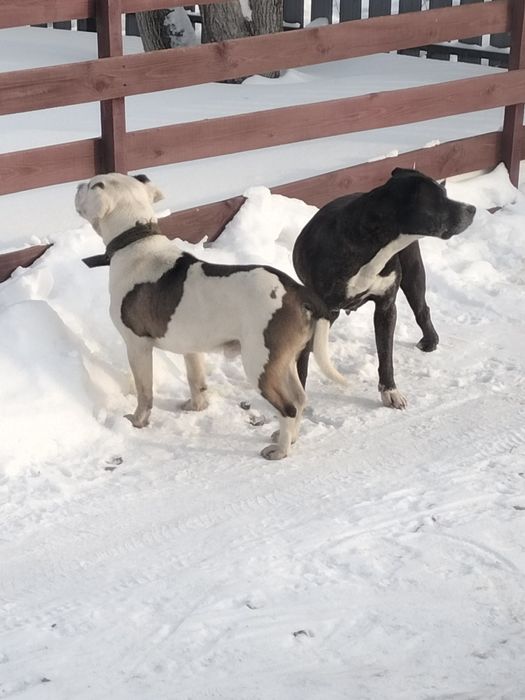 Щенок стаффордширский терьер