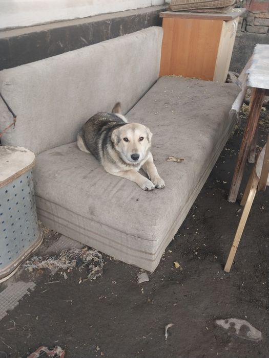 Отдам щенка в хорошие руки