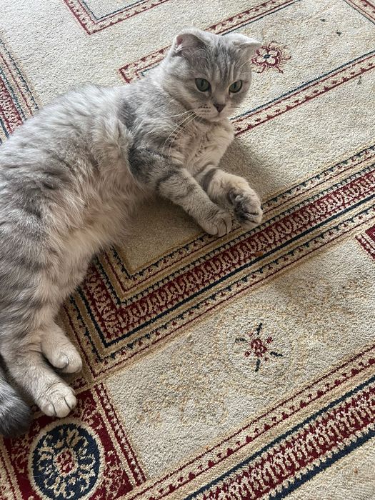 Отдам кошку в хорошие руки