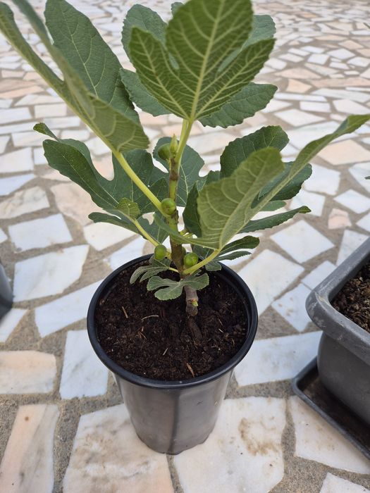 Puieti Smochini Svinita la ghiveci