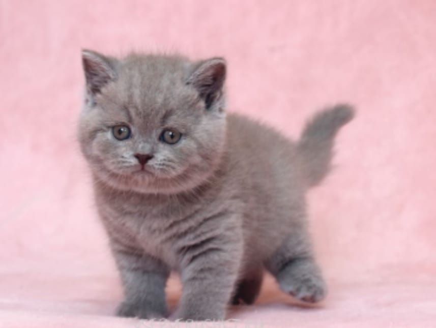 Британские котята