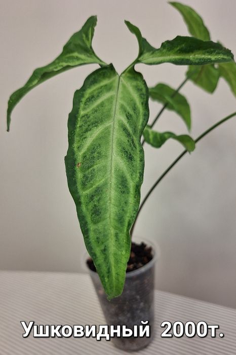 Комнатные цветы: сингониумы