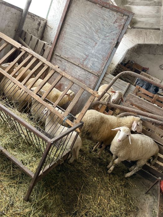 Свободни агнета.