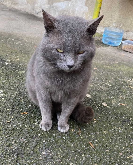 Adoptie motan Albastru de Rusia Lord