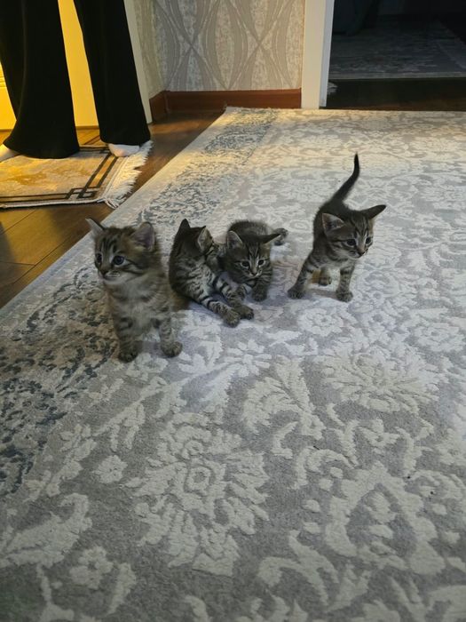 Котята прирученные к лотку