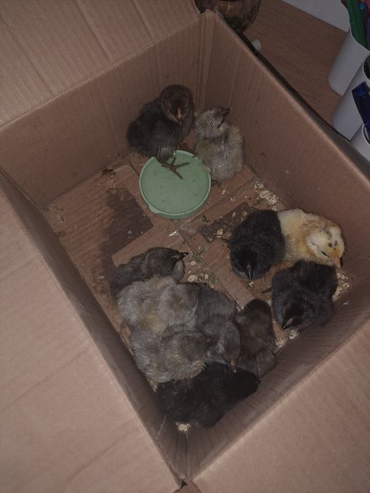 суточные цыплята