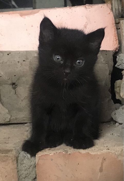Отдам котят в добрые руки.