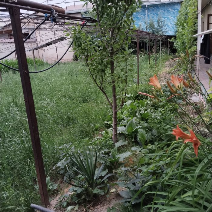 Yer sotiladi 3 sotix