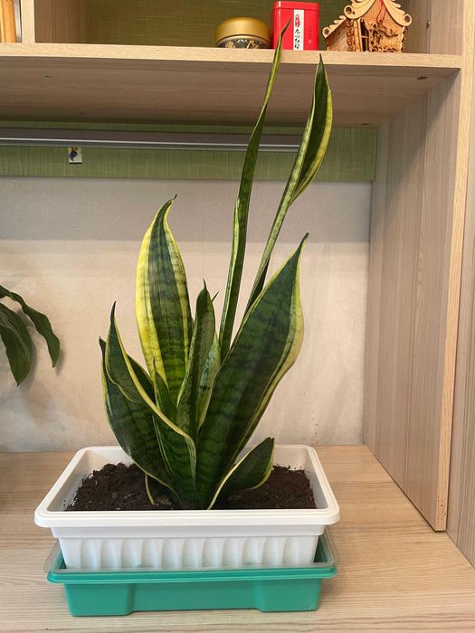 Сансевиерия, Щучий хвост цветы