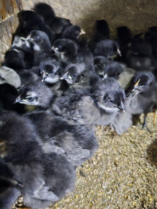 Продаются недельные цыплята