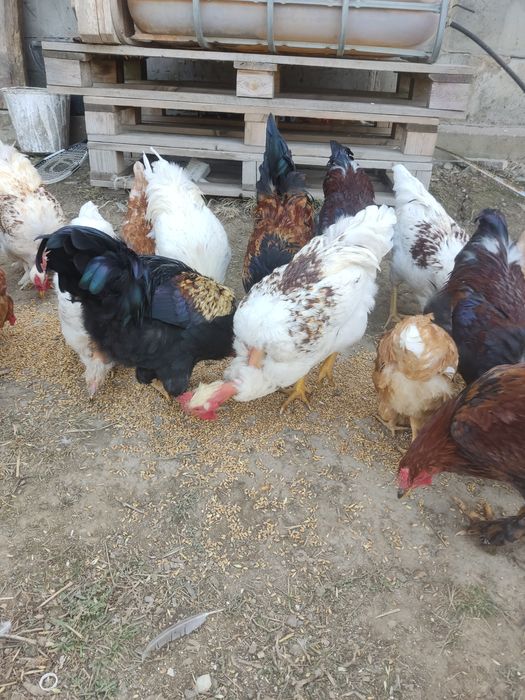 Продам гусей курей