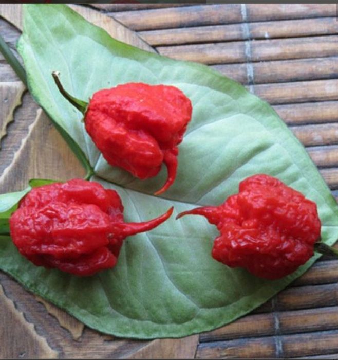 Chocolate Carolina Reaper най-люта чушка в света Гинес Каролина Рипър