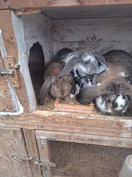 Iepuri rasă berbec german