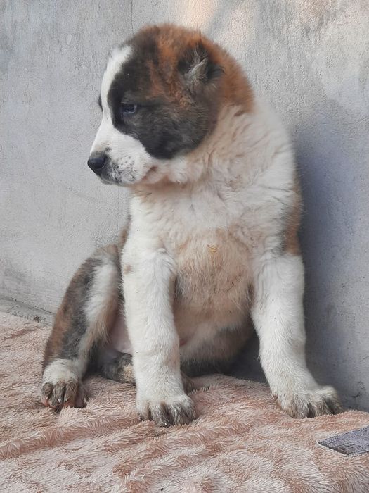 Щенки САО Алабай