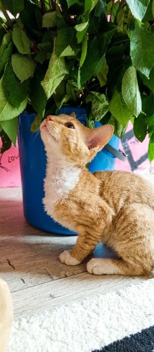 Котенок велюровый сфинкс