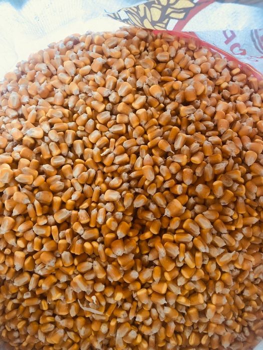 Makka doni sotiladi quruq toza