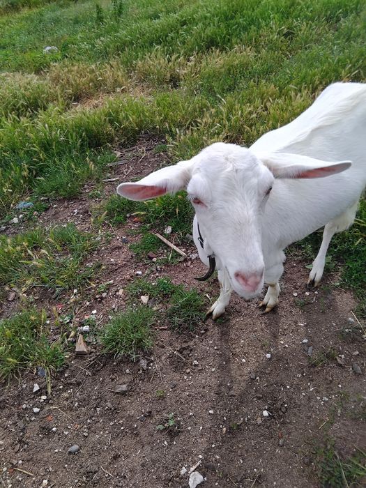 De vînzare două iede  o capră si un țap sa-u schmb!
