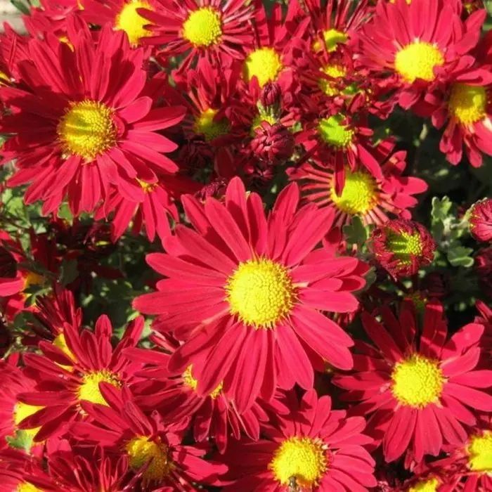 Хризантема всякая