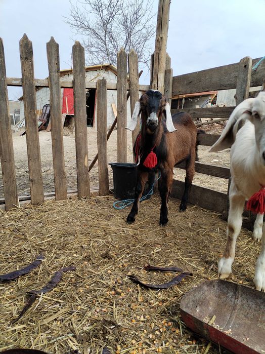 Țap anglonubian din părinți cu pedigree