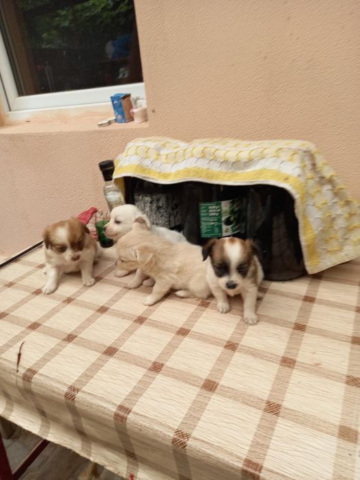Cațelusi pentru Adopție