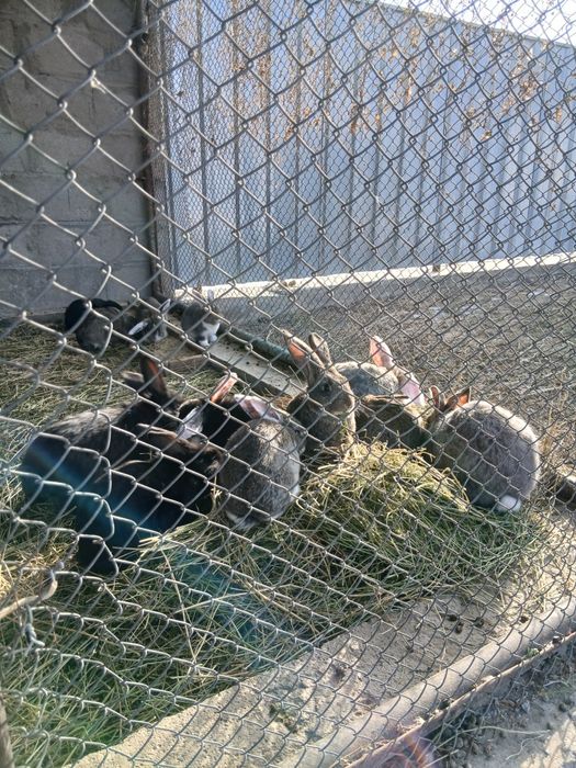 Продам кроликов .