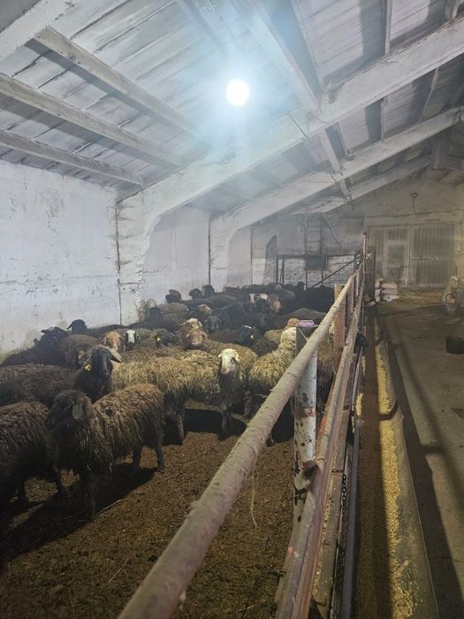 Продам баранов живым весом