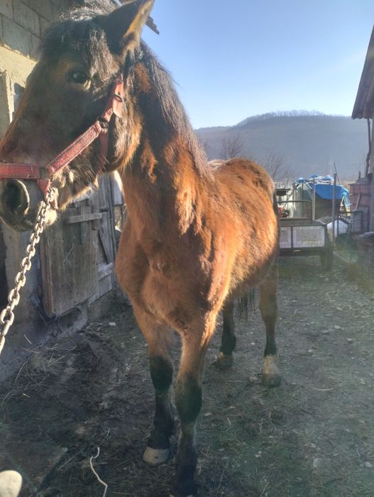 Mânz armăsar de vânzare