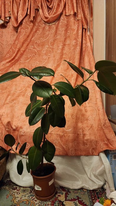 Продам домашние цветы